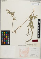 Foto von Salix koeieana A. K. Skvortsov